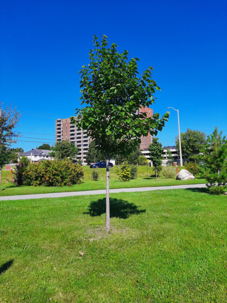 2026 Arboretum Tree Tour – Urban Tree Species