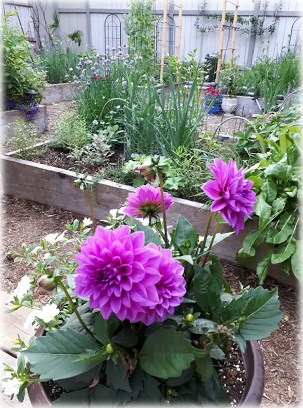 Dahlias and herbs in raised beds and pots