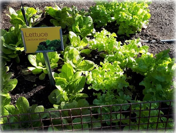 Lettuce growing in a display garden