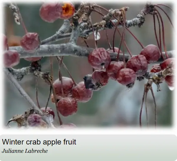 Crabapples on the vine with a covering of frost, as bird food.
