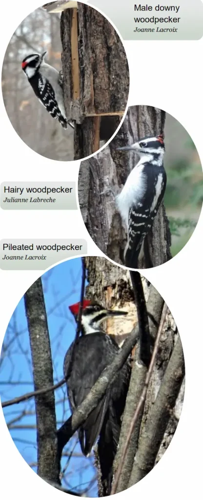 A photo layout of three woodpecker species